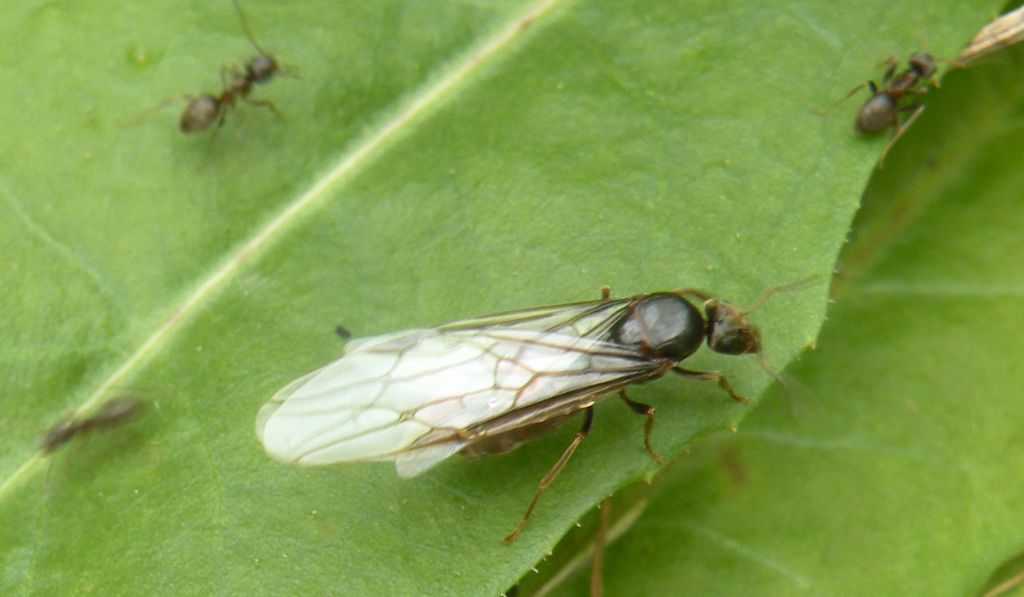 Formiche con e senza ali: Lasius cfr paralienus